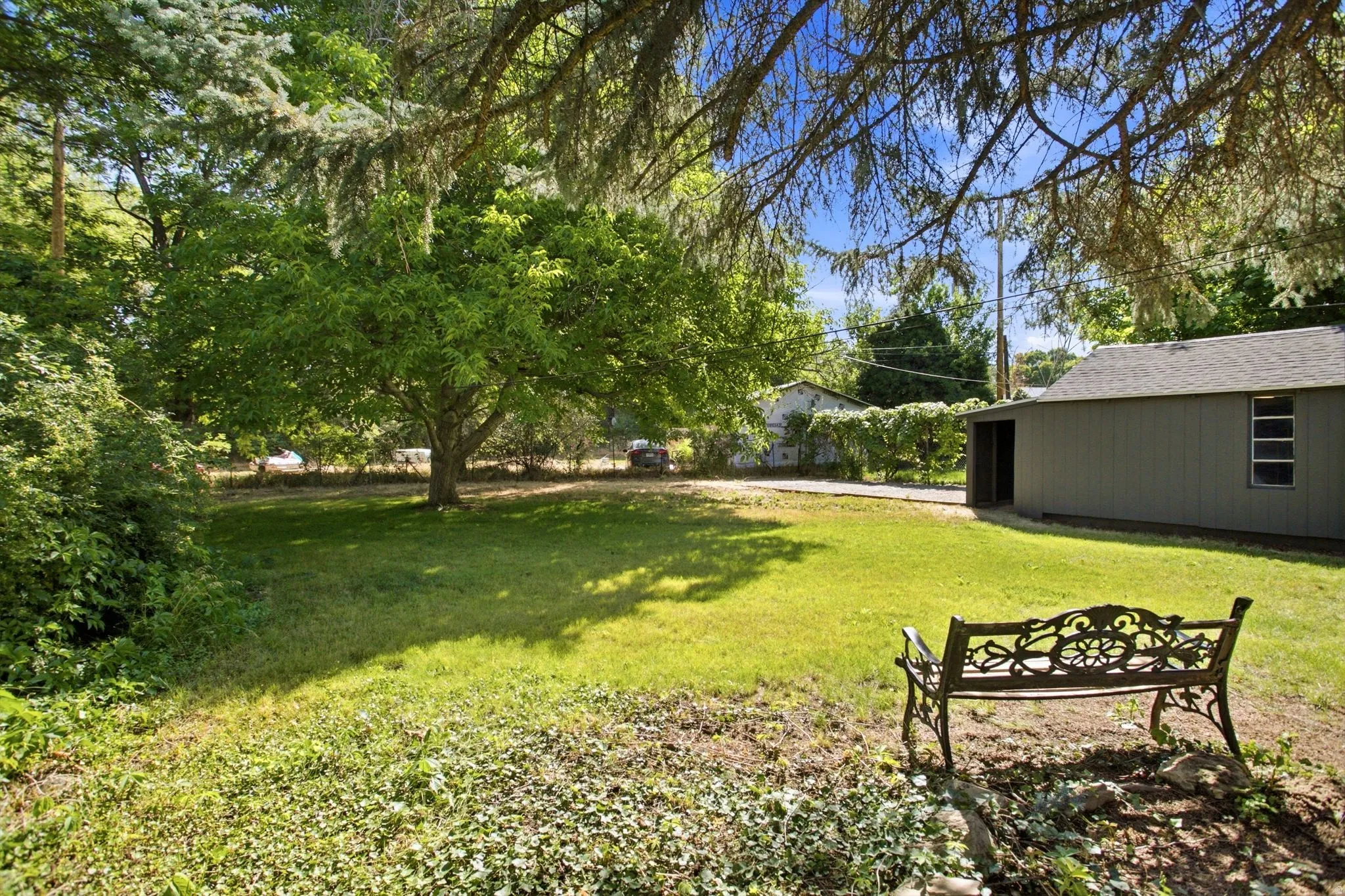 Expansive backyard featuring a mature deciduous tree, a detached storage shed, and a paved driveway