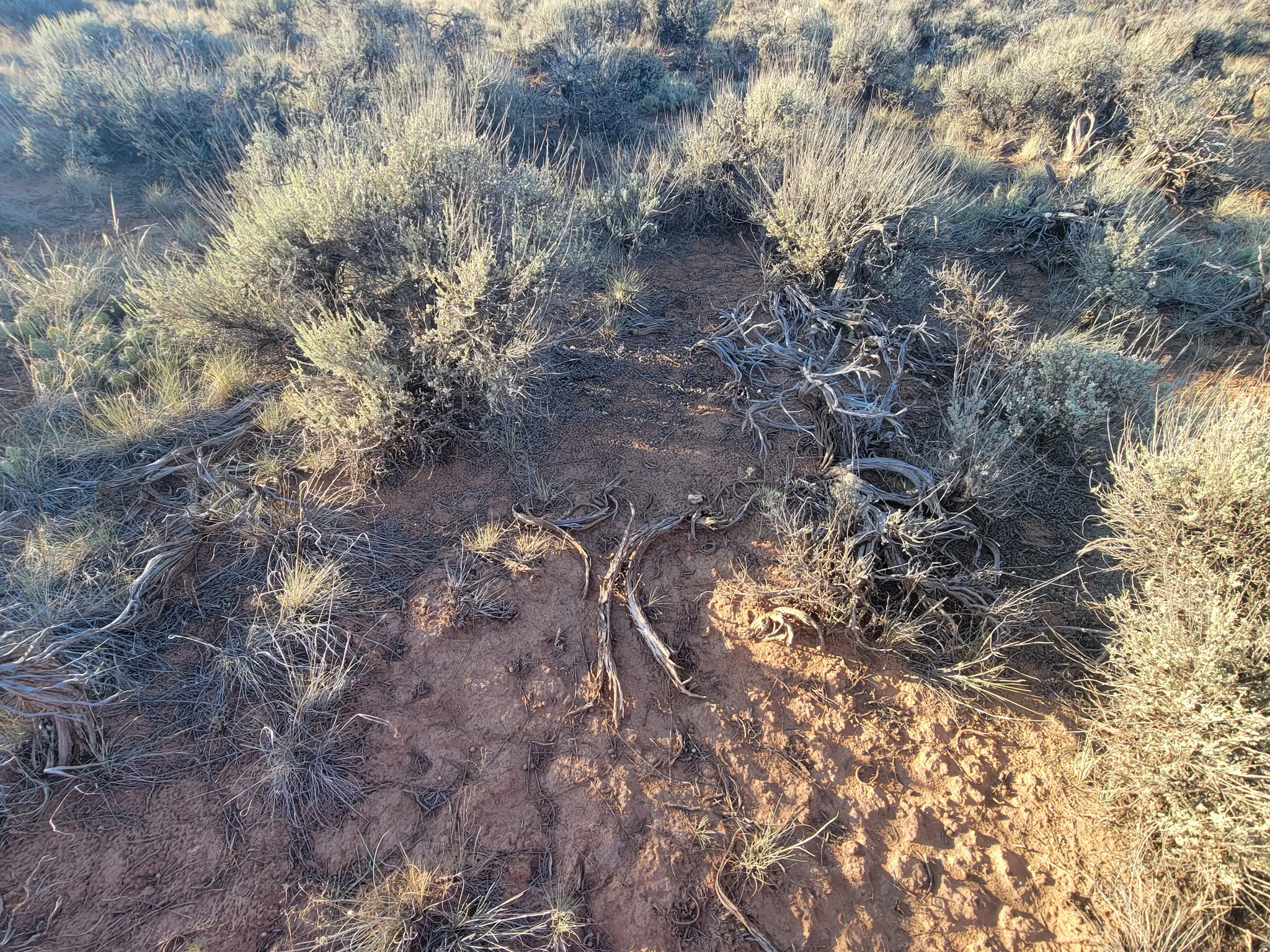 Natural desert landscape featuring sparse, drought-tolerant vegetation, exposed red soil, and varied native grasses