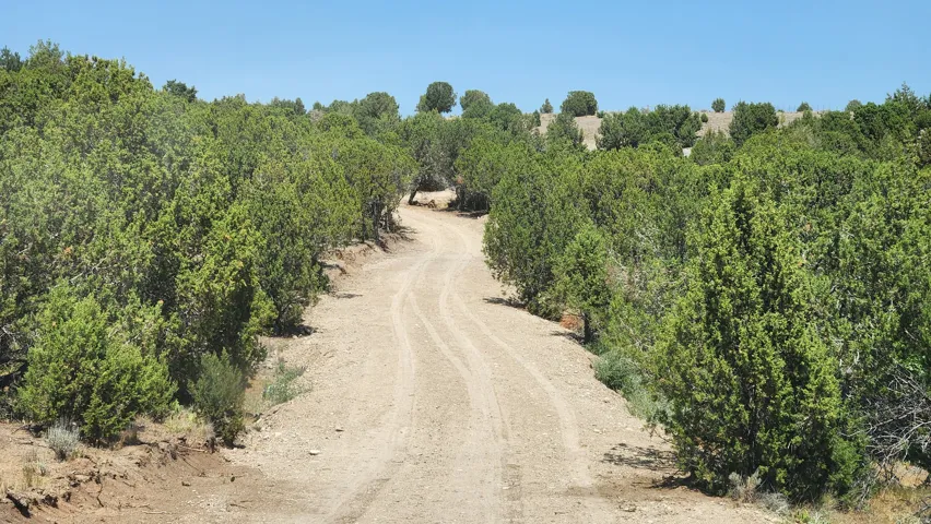Winding unpaved road traversing a landscape with extensive mature foliage and natural terrain