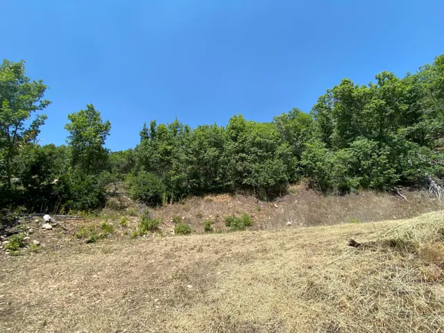 Expansive land parcel featuring mature trees, a clear blue sky, and natural ground cover