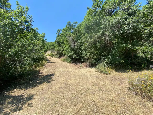 Natural terrain pathway with bifurcating routes