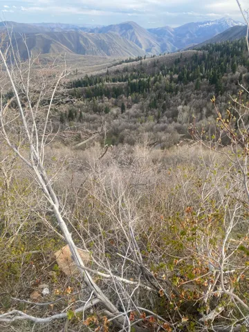 Mountainous terrain with natural tree coverage
