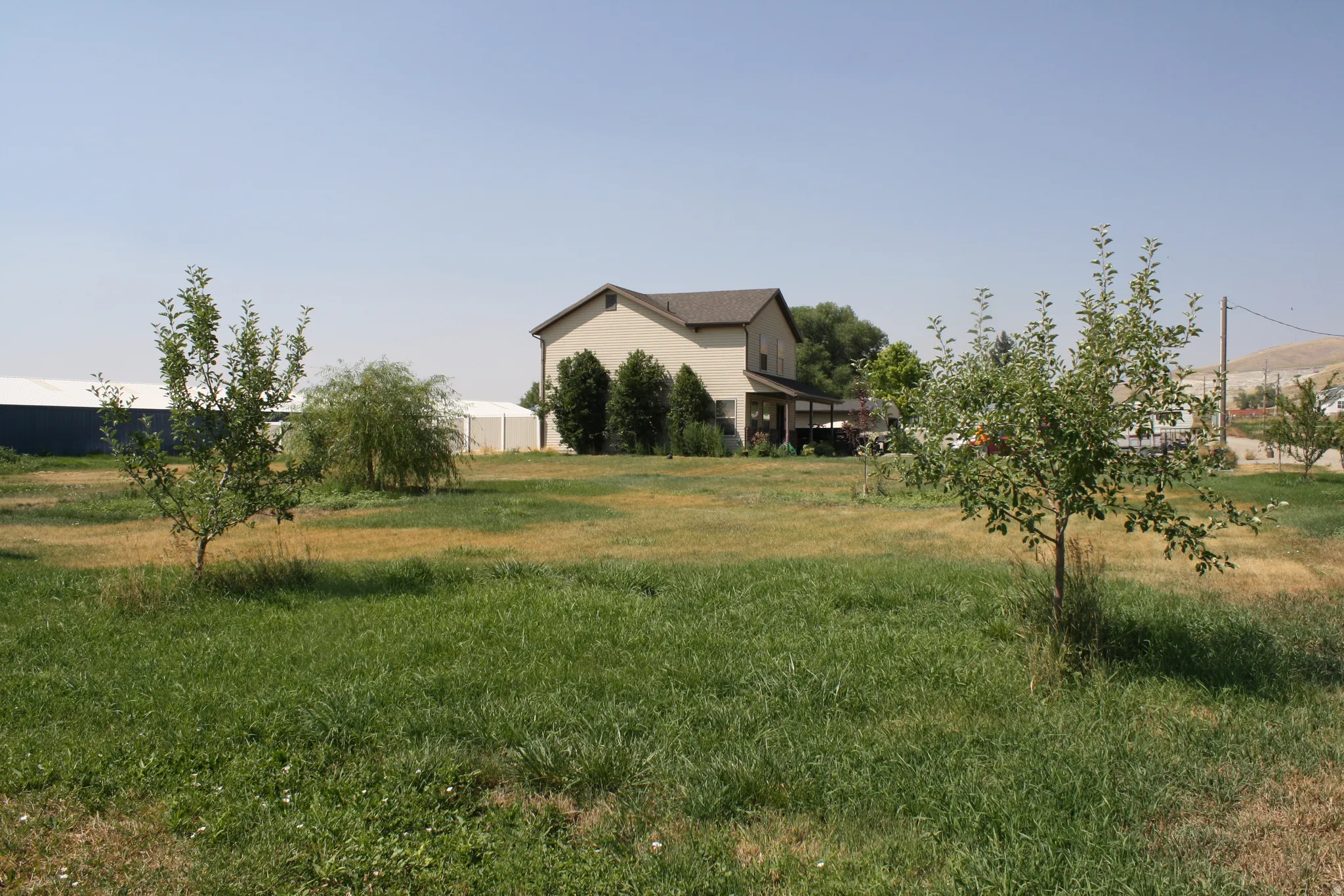 Expansive grassy yard with young trees