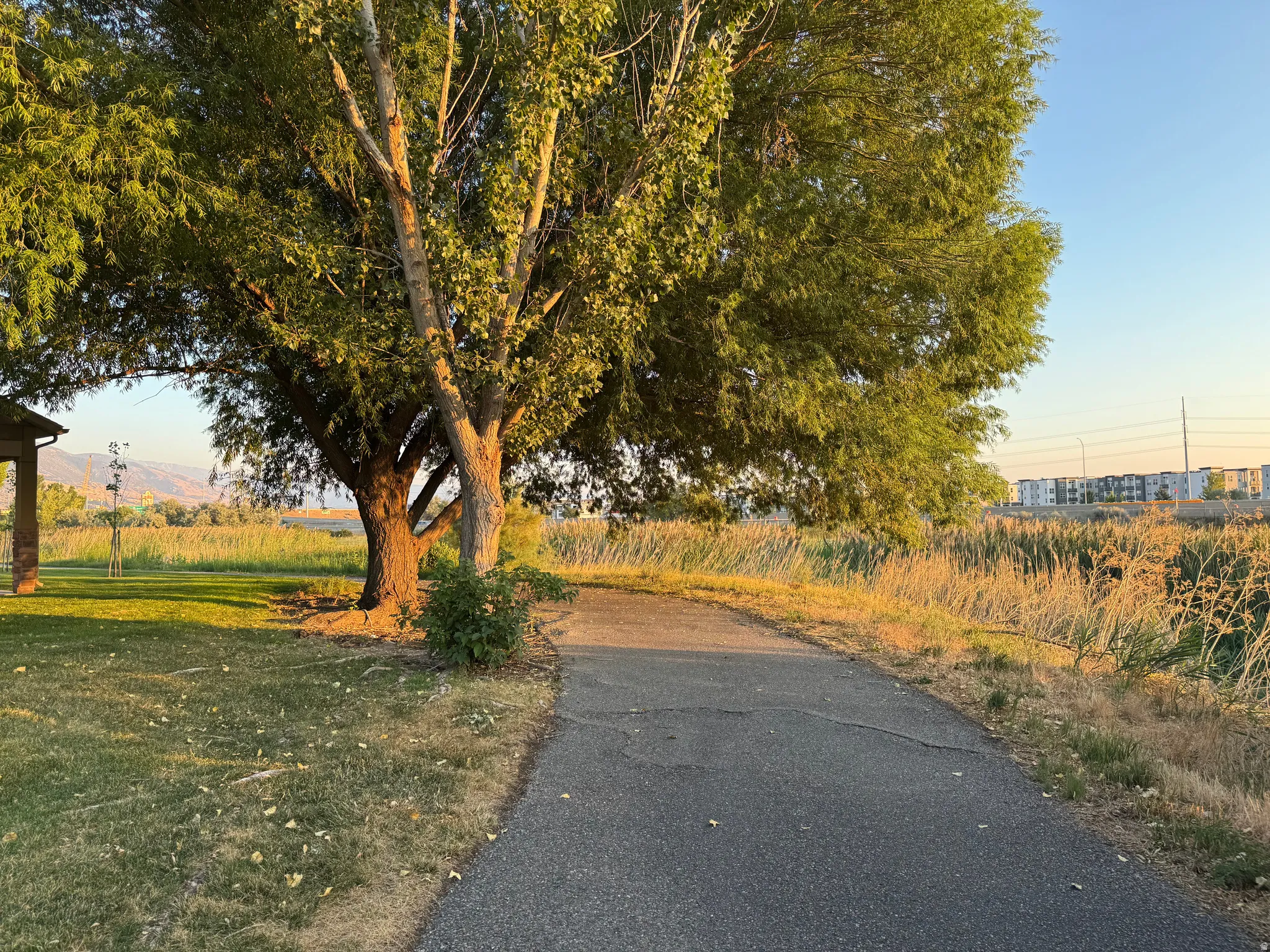 Mature shade tree anchors this scenic pathway with established lawn and open grounds