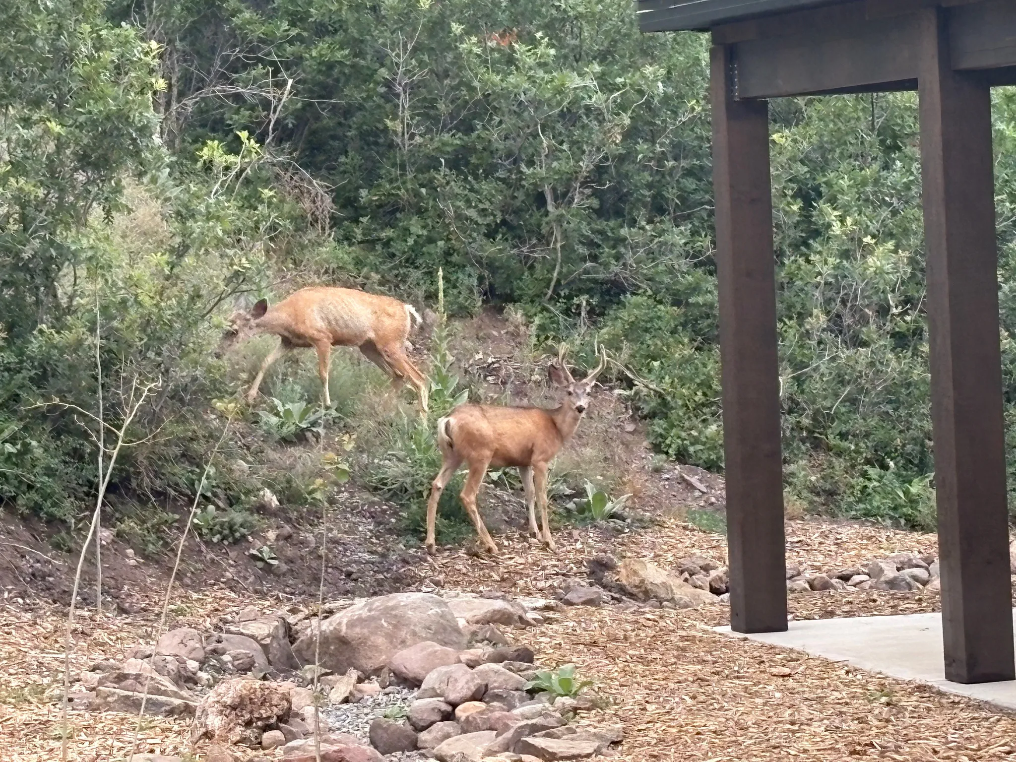 Quiet visit from nature's best neighbors