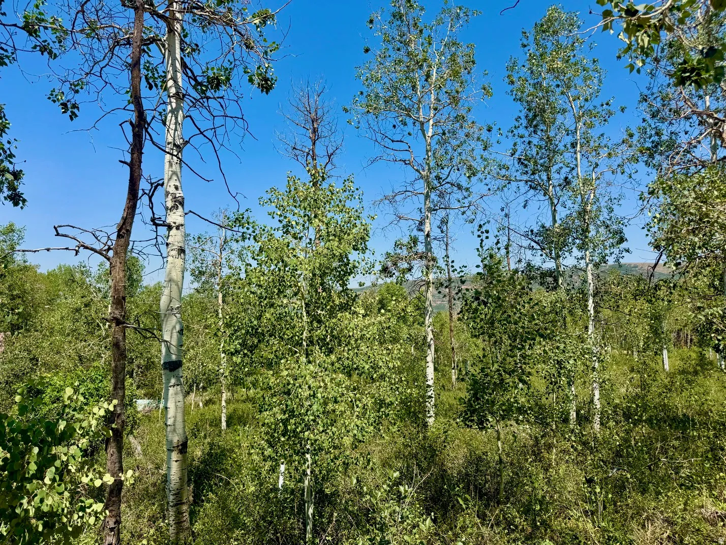 Mature deciduous trees with abundant green foliage under a clear blue sky