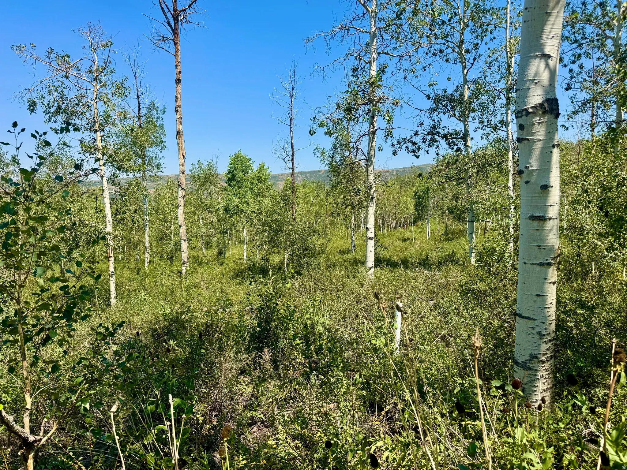 Wooded parcel featuring mature aspen trees and varied natural vegetation