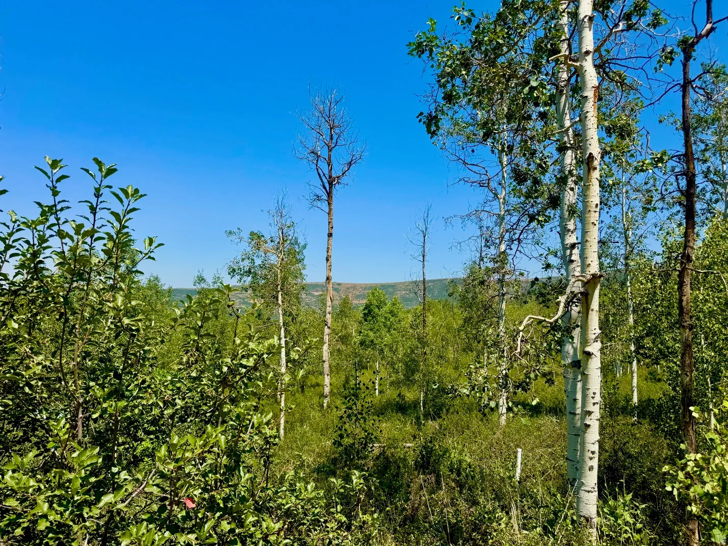 Wooded property featuring a variety of mature trees, including aspens with white bark