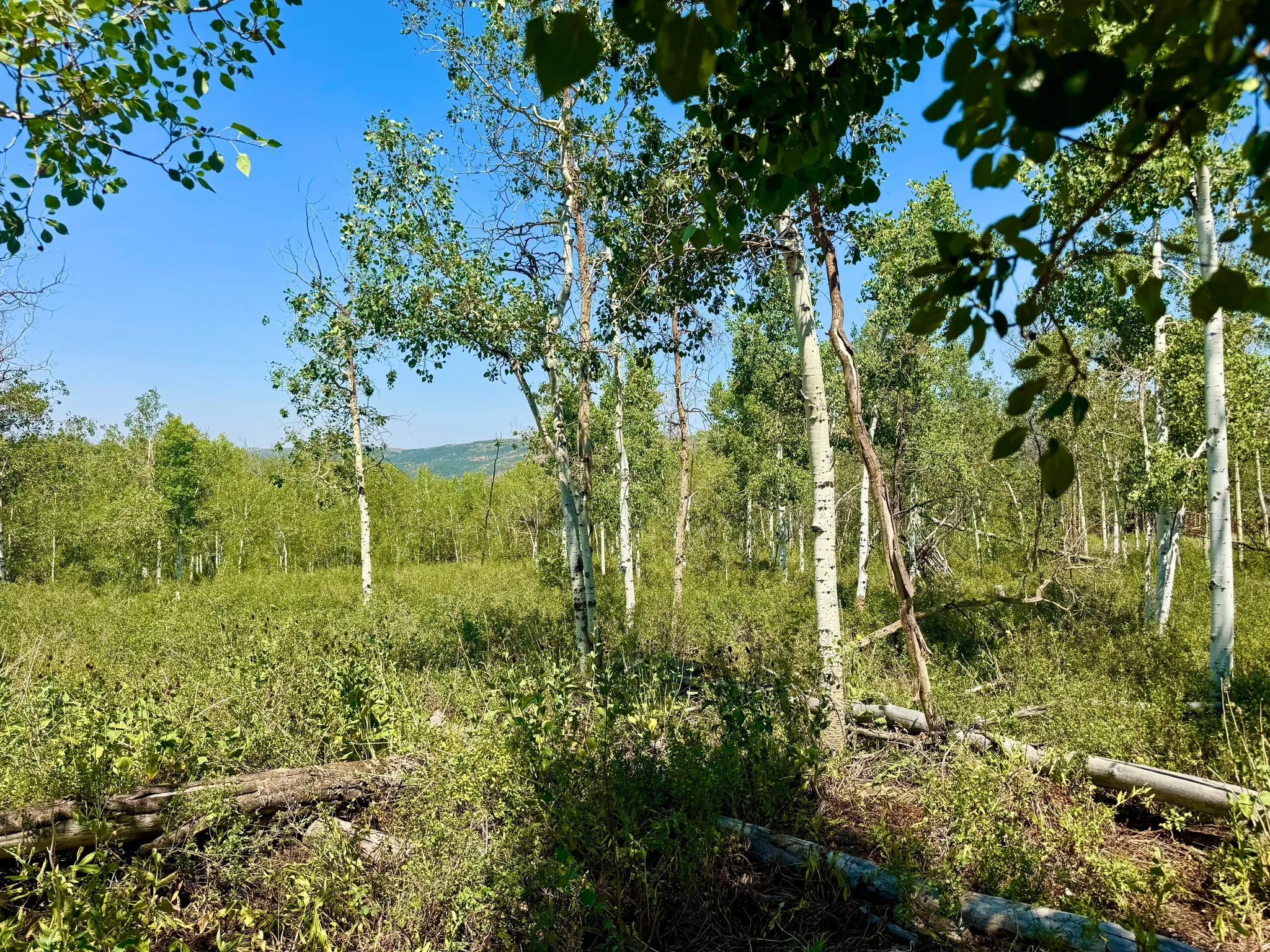 Expansive natural landscape with mature aspen trees and dense undergrowth
