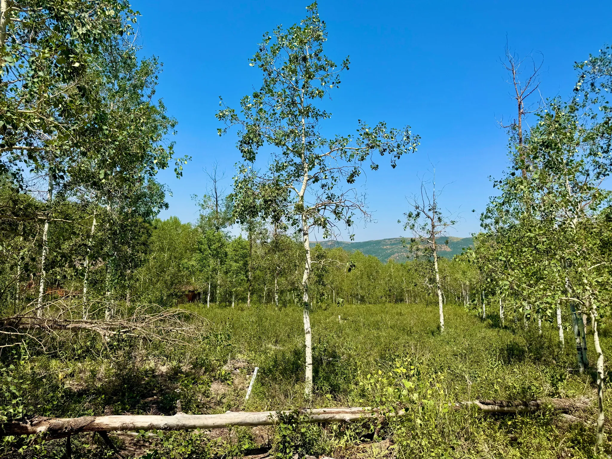 Wooded parcel featuring mature trees, natural ground cover, and distant hillside