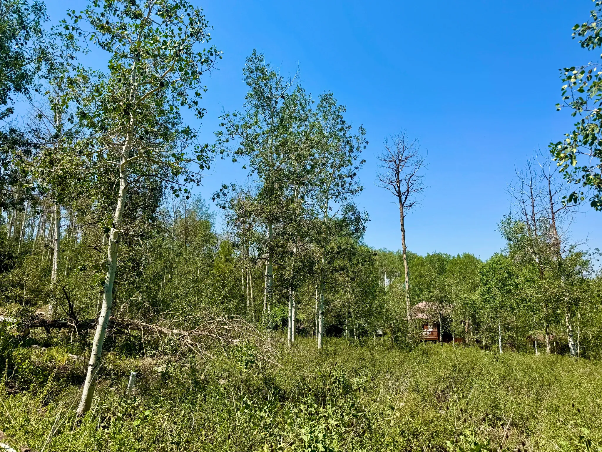 Wooded landscape with mature deciduous trees and natural ground cover