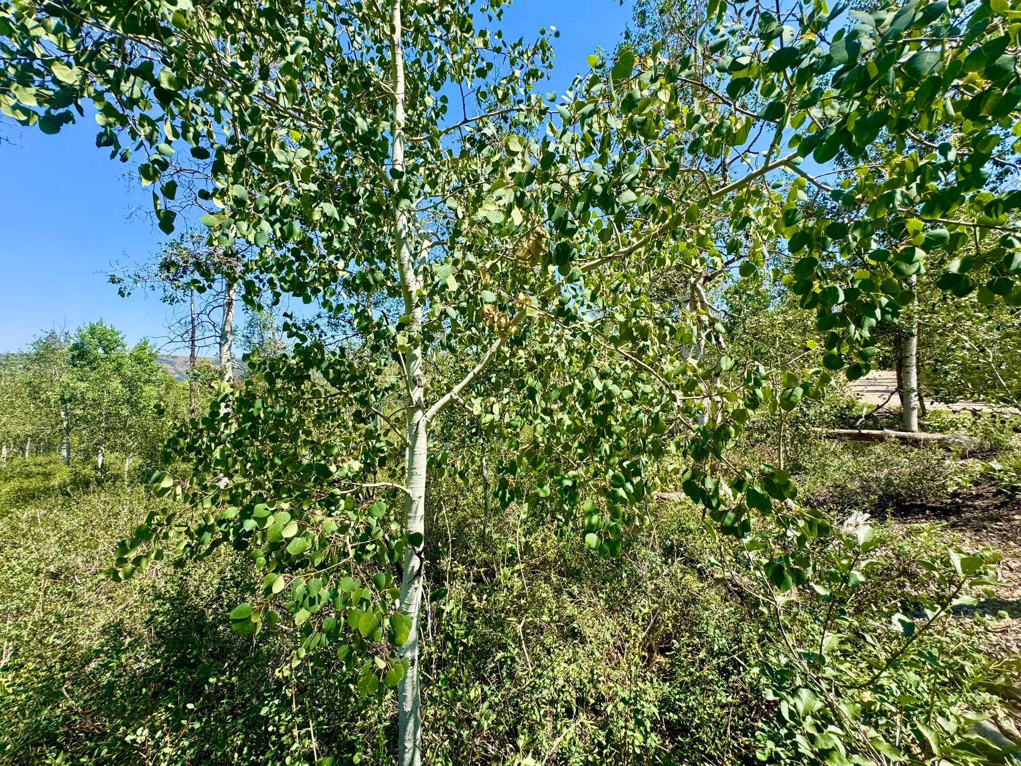 Aspen trees with vibrant green foliage under a clear blue sky