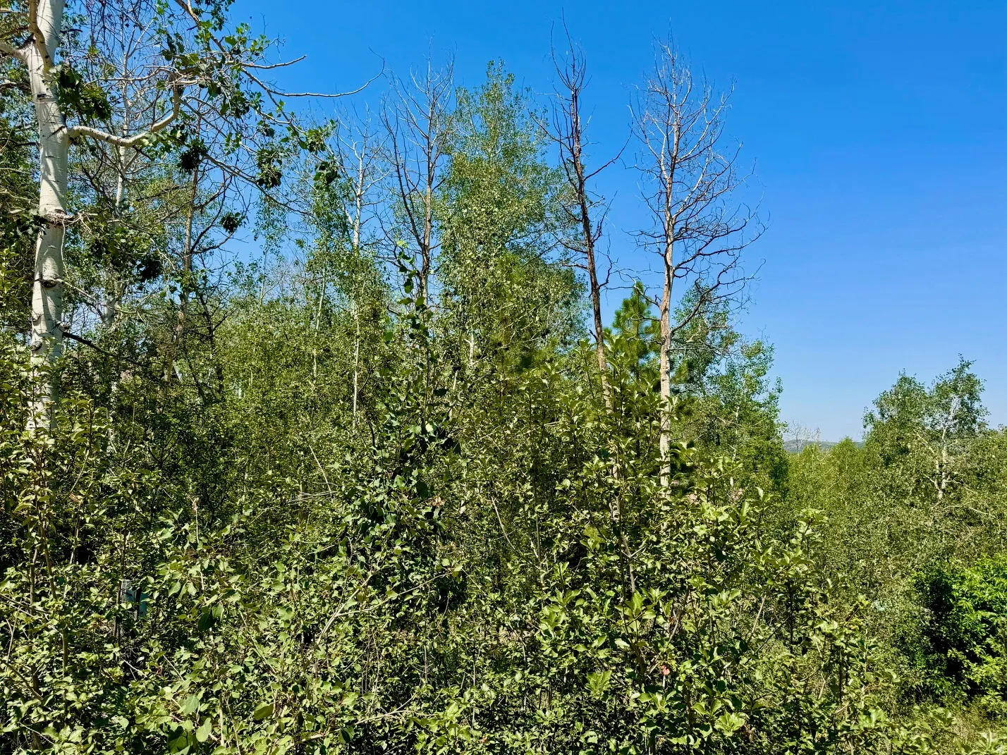 Forested landscape featuring diverse foliage and a clear blue sky