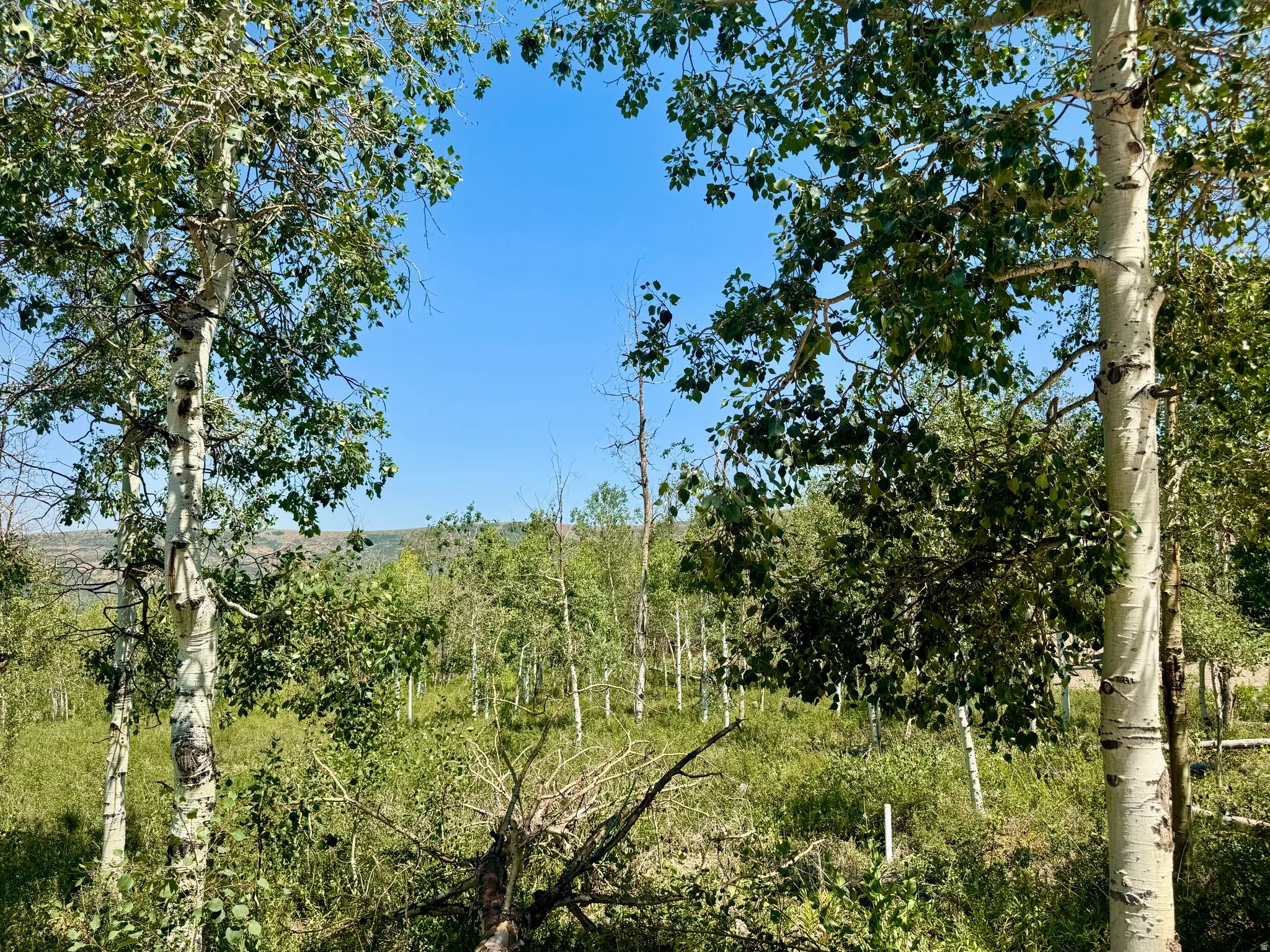 Lush green foliage with a variety of mature trees and natural vegetation under a clear sky