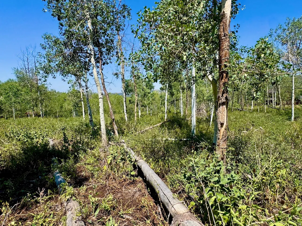 Natural landscape featuring mature trees, dense foliage, and open sky