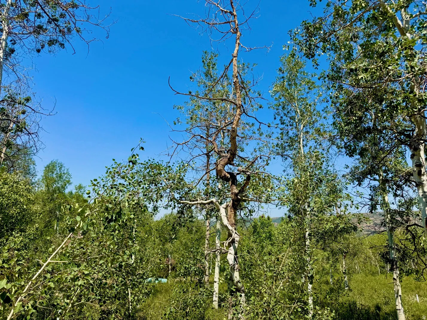 Wooded land parcel featuring a variety of mature trees and abundant natural greenery under a clear blue sky