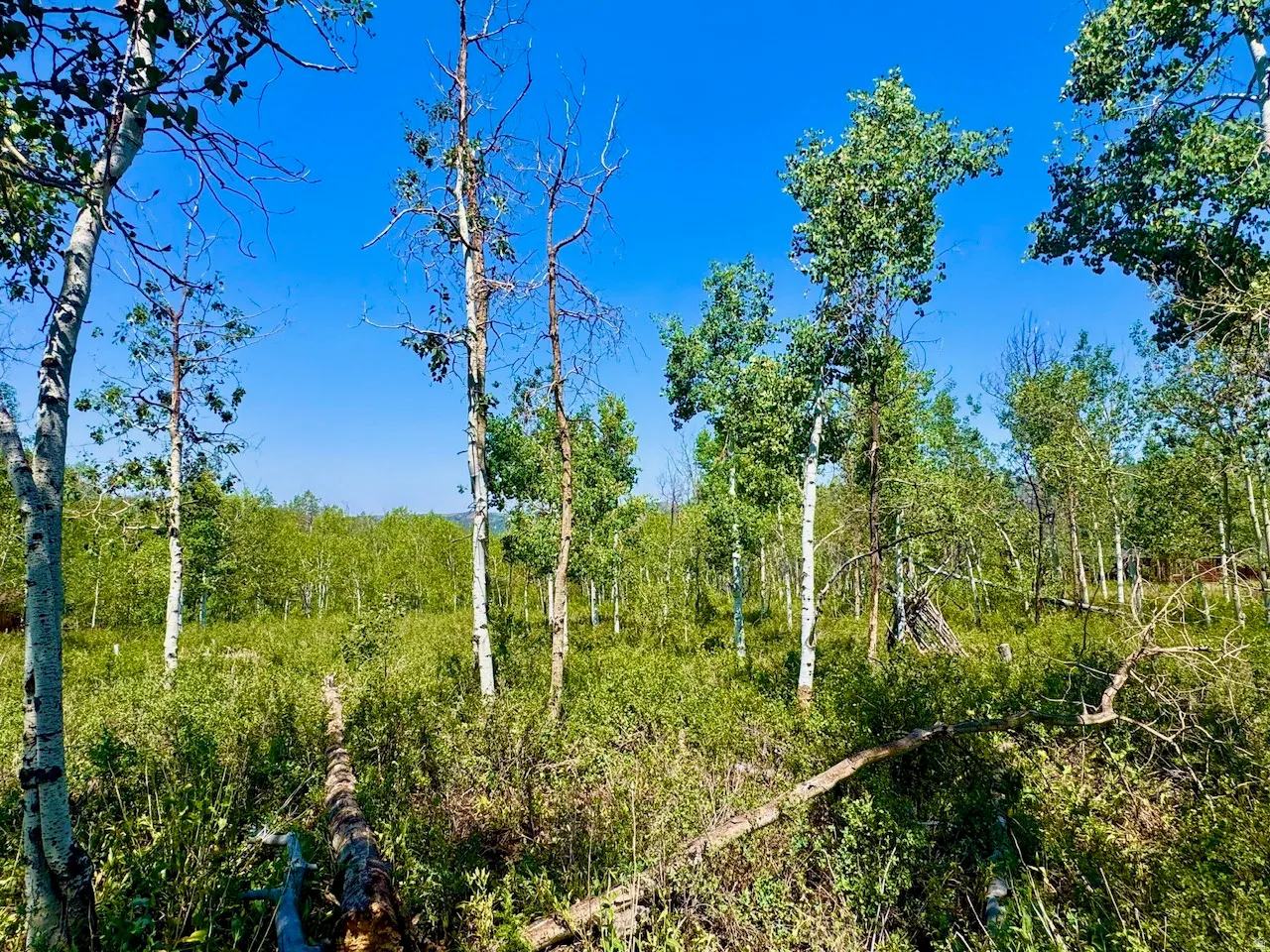 Expansive treed lot featuring lush green foliage and a clear blue sky