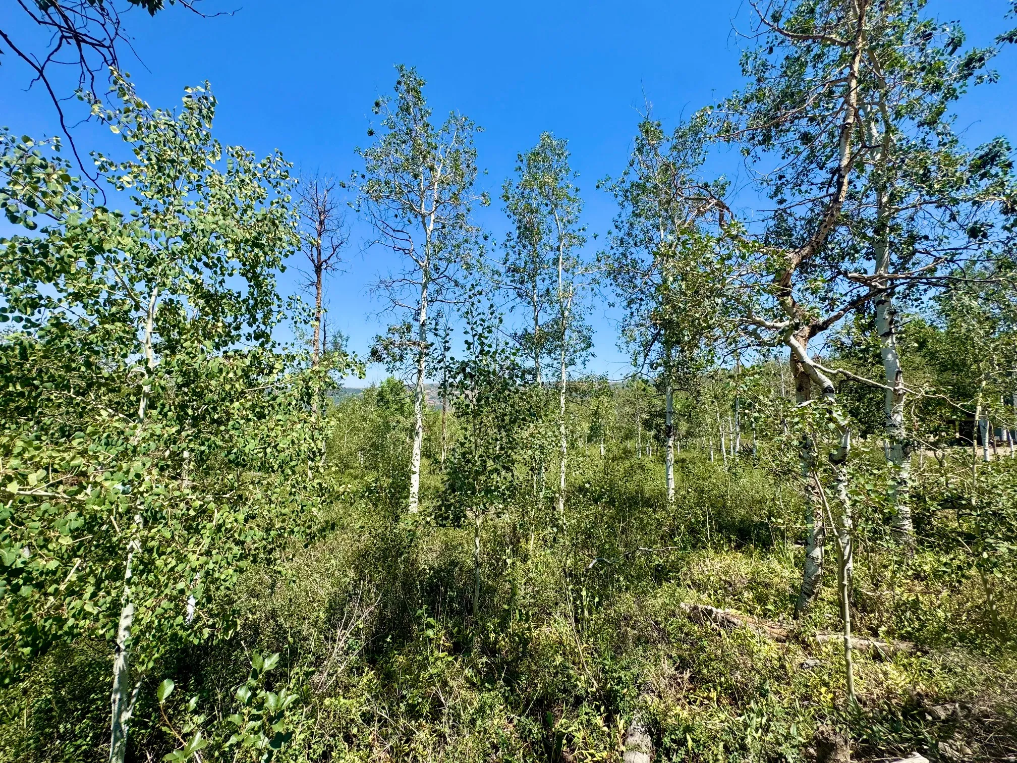 Expansive natural setting featuring numerous deciduous trees with light-colored bark