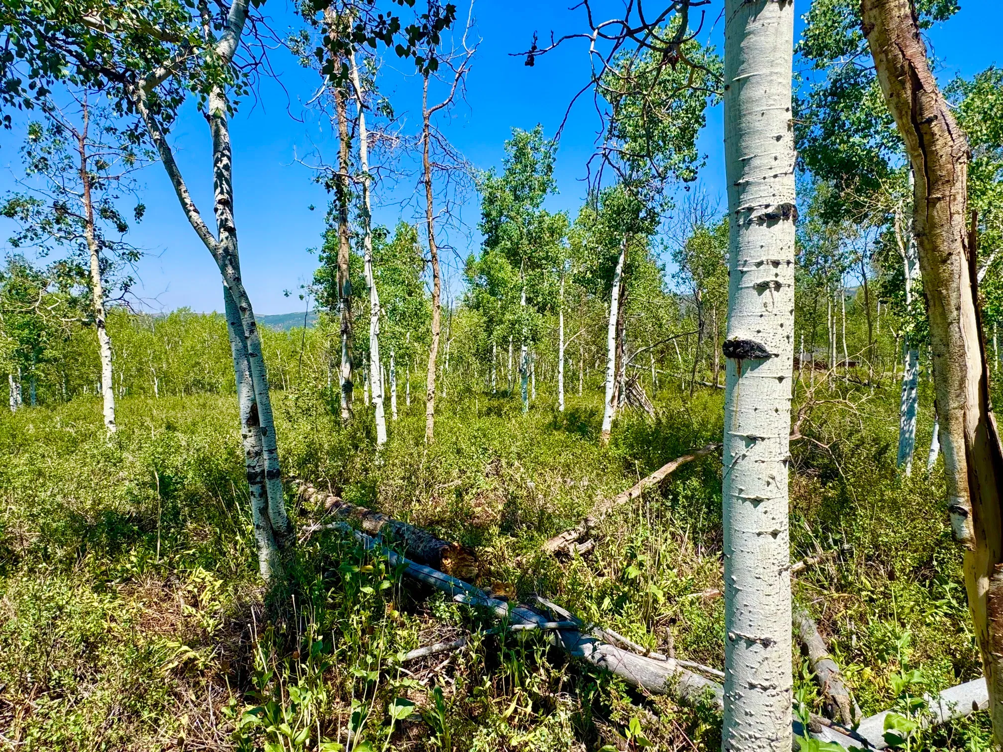Expansive natural landscape featuring a grove of aspen trees with white bark, vibrant green foliage, and undergrowth
