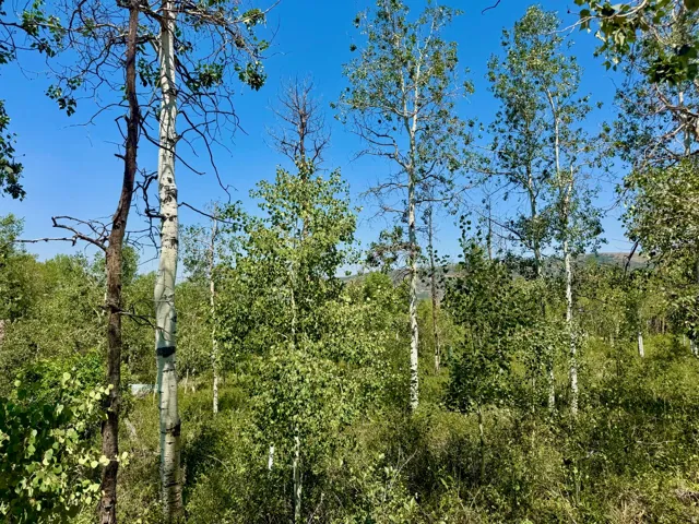 Mature deciduous trees with abundant green foliage under a clear blue sky