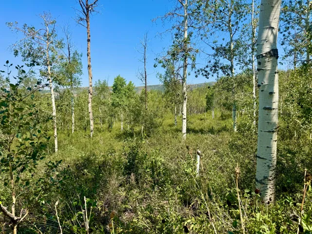 Wooded parcel featuring mature aspen trees and varied natural vegetation