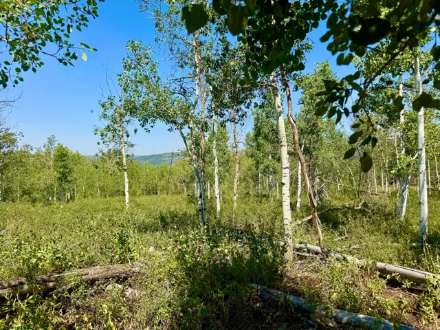 Expansive natural landscape with mature aspen trees and dense undergrowth