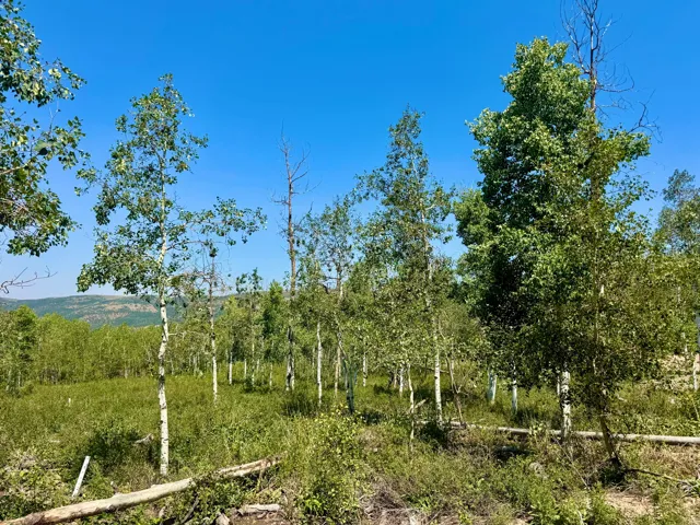 Wooded parcel featuring numerous mature trees and lush ground cover under a clear sky