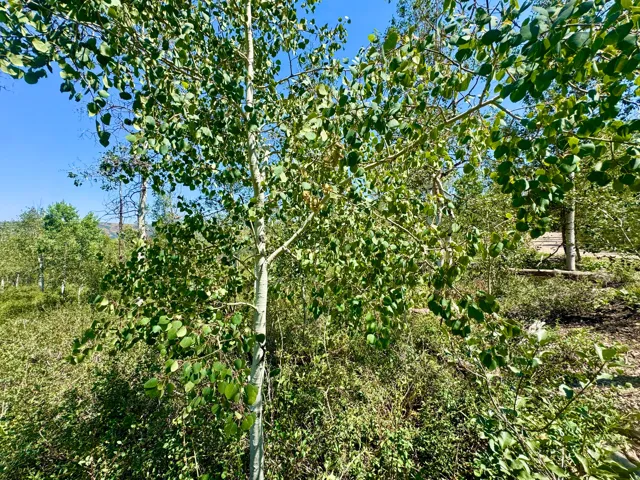 Aspen trees with vibrant green foliage under a clear blue sky