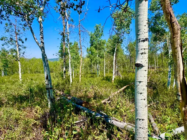 Expansive natural landscape featuring a grove of aspen trees with white bark, vibrant green foliage, and undergrowth