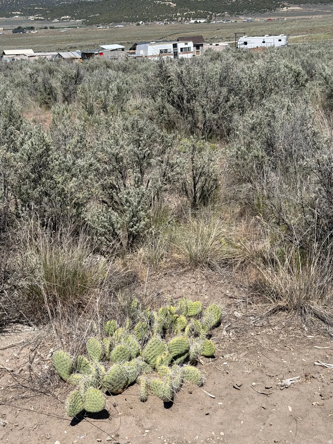Desert landscape featuring native scrub brush and a prominent cactus plant