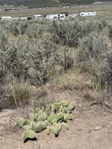 Desert landscape featuring native scrub brush and a prominent cactus plant
