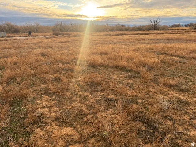 Expansive open field with natural vegetation