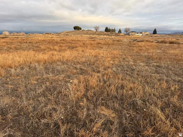 Expansive parcel featuring natural grasses and distant mature trees