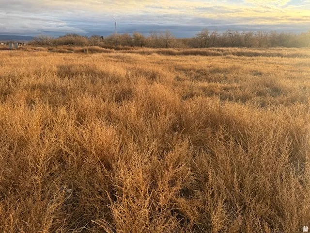 Expansive open land featuring golden-toned natural vegetation under a wide sky