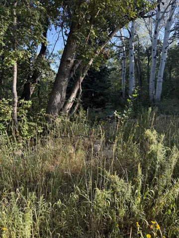Wooded parcel featuring mature deciduous trees including aspen and oak varieties, and natural ground cover