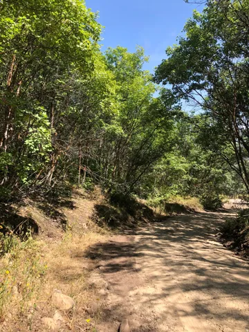Private driveway winds through mature tree canopy, offering natural shade and woodland seclusion