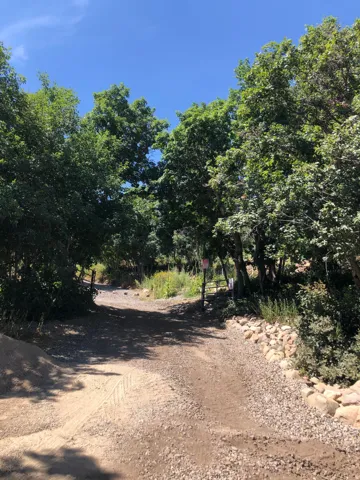 Private driveway lined with mature trees and natural landscaping, offering a scenic tree-canopied approach to the property