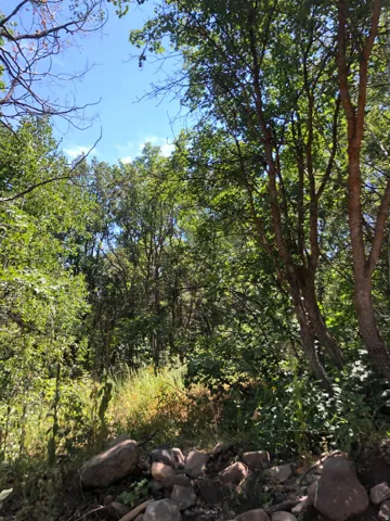Natural landscape featuring mature trees, diverse foliage, and a clear blue sky