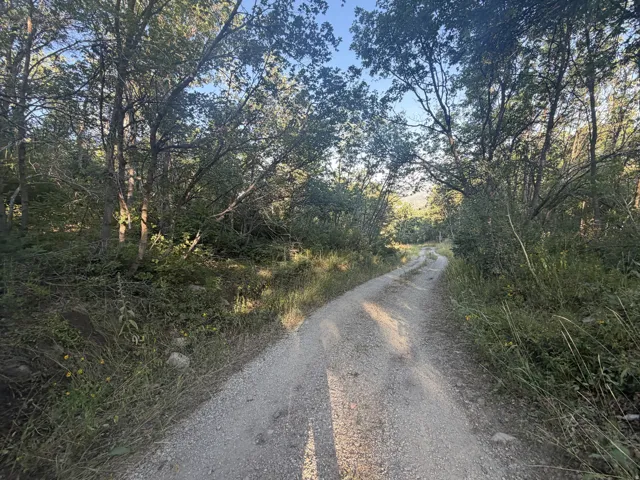 Gravel driveway surrounded by mature trees and natural vegetation