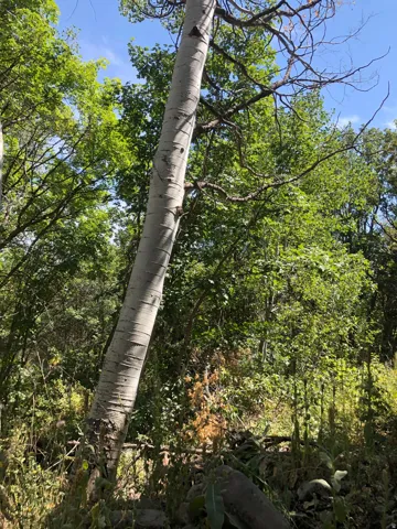 Mature tree with textured bark, surrounded by lush green foliage