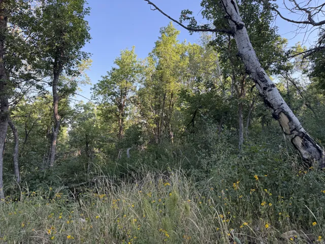 Wooded property featuring mature trees, dense foliage, and natural ground cover