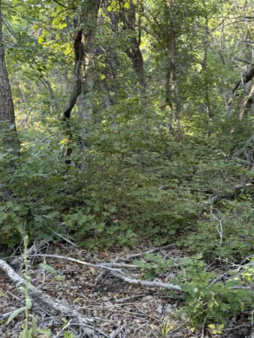 Natural wooded landscape featuring mature trees and varied undergrowth