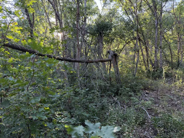 Wooded terrain featuring mature trees and varied undergrowth