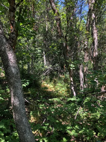 Lush wooded landscape featuring mature trees and abundant foliage
