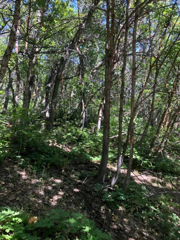 Wooded property featuring a natural landscape and mature trees