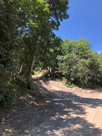 Scenic private driveway lined with mature oak and mixed hardwood trees, offering natural canopy coverage and rustic charm