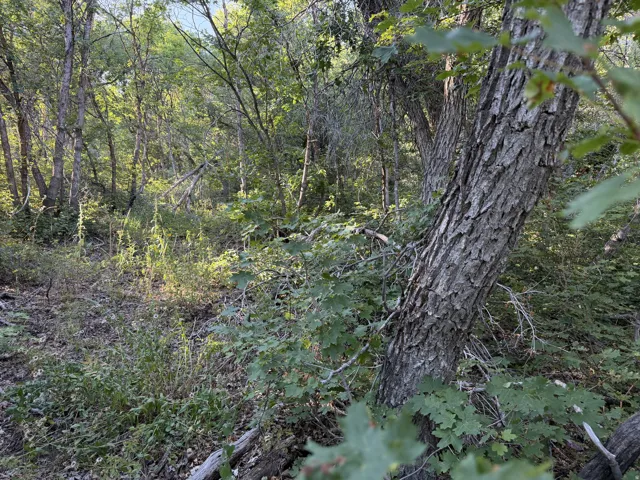 Big meadow with mature trees and natural foliage create a private setting