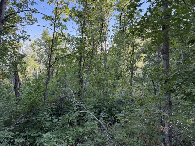 Wooded parcel featuring mature trees and lush undergrowth