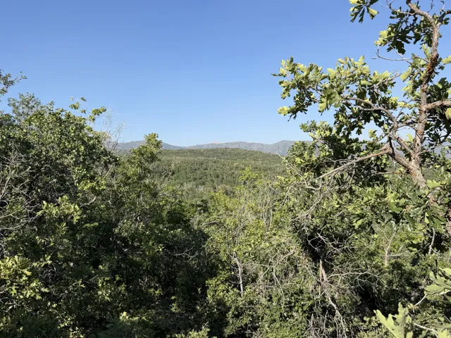 Expansive natural landscape featuring mature trees, lush vegetation, and distant hillside backdrop