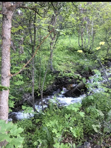Natural stream with flowing water surrounded by dense greenery, mature trees, and varied foliage on Lot 57